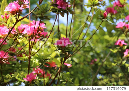 A flowering azalea A flowering azalea 137516079