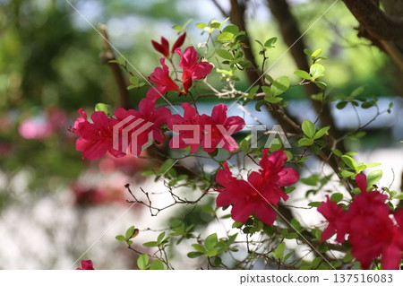 A flowering azalea 137516083
