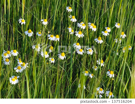 Palestinian Chamomile (Anthemis palestina) Palestinian Chamomile (Anthemis palestina) 137516204