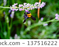 Carpenter bee 137516222