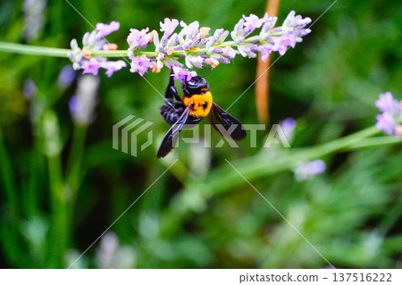 Carpenter bee 137516222