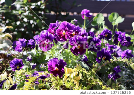 紫花堇菜在春天盛開，美不勝收。 137516256