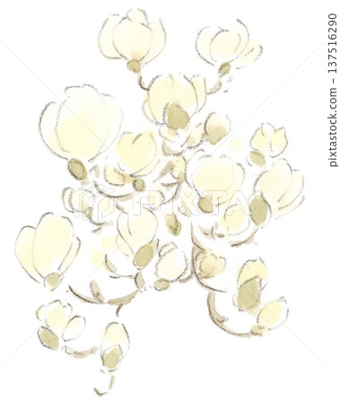 早春花卉，白色玉蘭水彩畫 137516290