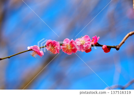 梅花的芬芳與早春的藍天 137516319