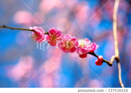 梅花的芬芳與早春的藍天 梅花的芬芳與早春的藍天 137516320
