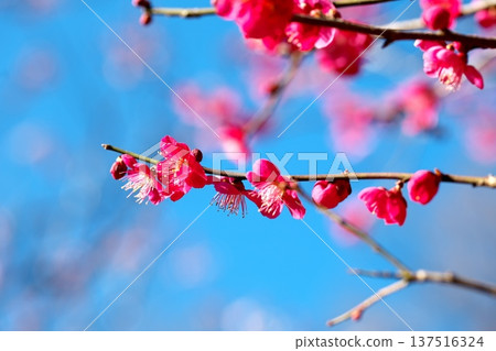 The scent of plum blossoms and the blue sky of early spring The scent of plum blossoms and the blue sky of early spring 137516324