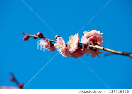 The scent of plum blossoms and the blue sky of early spring 137516326