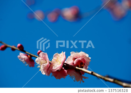 The scent of plum blossoms and the blue sky of early spring 137516328