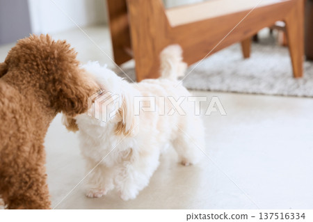 Maltese and toy poodle greeting each other indoors Maltese and toy poodle greeting each other indoors 137516334