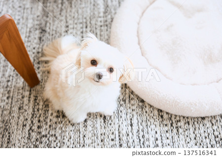 Maltese dog looking up at the camera in the living room Maltese dog looking up at the camera in the living room 137516341