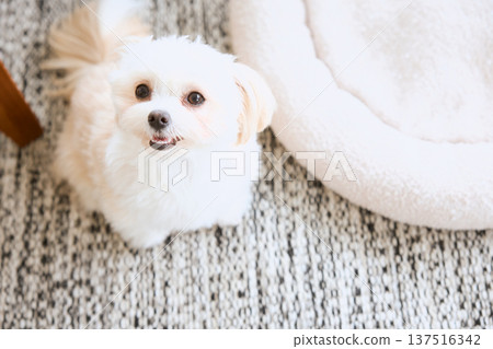 Maltese dog looking up at the camera and smiling in the living room Maltese dog looking up at the camera and smiling in the living room 137516342