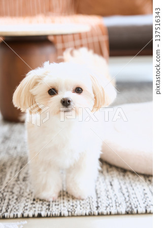 一隻馬爾濟斯犬坐在客廳看著鏡頭。 137516343