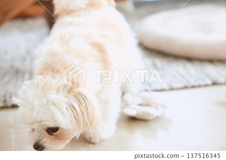 一隻馬爾濟斯犬在客廳的地板上走來走去。 一隻馬爾濟斯犬在客廳的地板上走來走去。 137516345