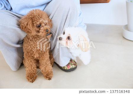 主人旁邊是一隻玩具貴賓犬和一隻馬爾濟斯犬 137516348