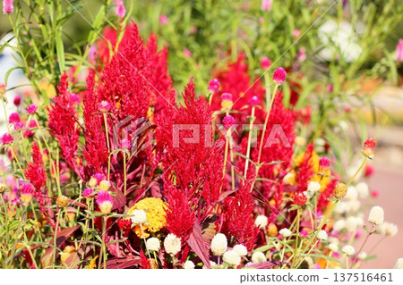 充滿活力的雞冠花 充滿活力的雞冠花 137516461