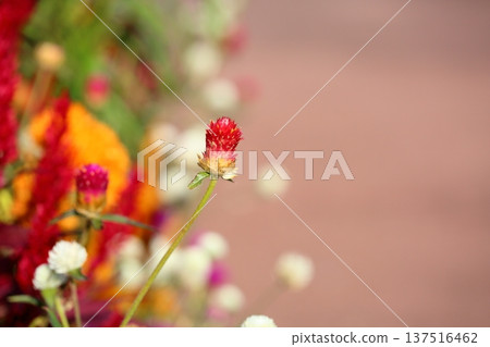 Cute globe amaranth flowers 137516462