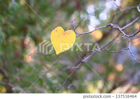 Refreshing yellow American redbud leaves Refreshing yellow American redbud leaves 137516464
