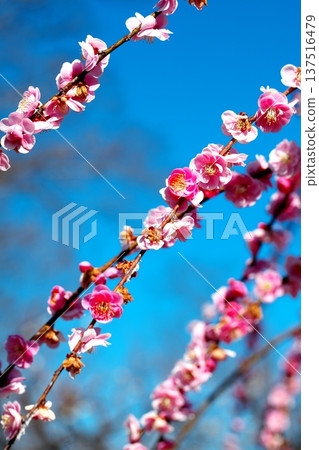 梅花的芬芳與早春的藍天 梅花的芬芳與早春的藍天 137516479