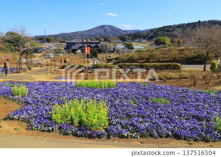 Ibaraki Flower Park 137516504