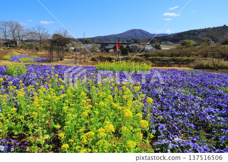 茨城花卉公園 茨城花卉公園 137516506