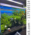 Freshwater fish tank 137516514
