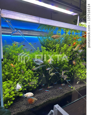 Freshwater fish tank 137516514