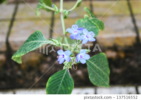 Blue sage Blue sage 137516552