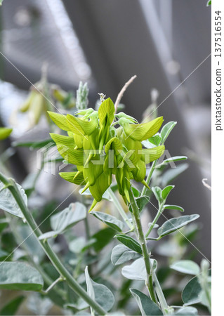 Crotalaria cunninghamii Green bird flower Crotalaria cunninghamii Green bird flower 137516554