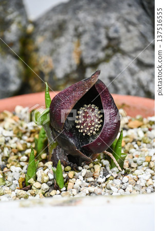 Eastern Skunk Cabbage Eastern Skunk Cabbage 137516555