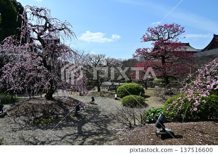 京都東寺的梅花 137516600