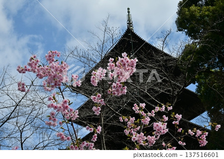 京都東寺的梅花 137516601