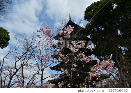 京都東寺的梅花 137516602