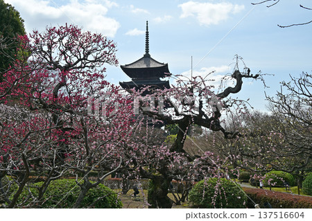 京都東寺的梅花 137516604