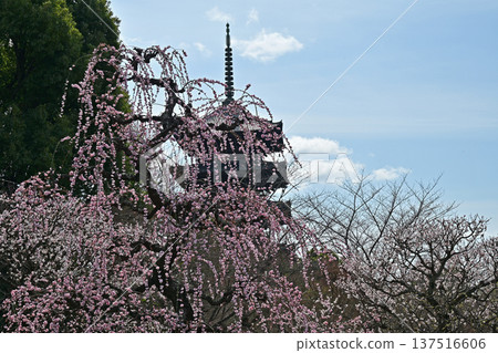 京都東寺的梅花 京都東寺的梅花 137516606