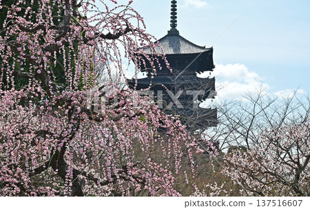 京都東寺的梅花 137516607