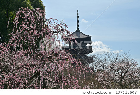 京都東寺的梅花 京都東寺的梅花 137516608