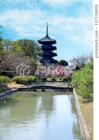京都東寺的梅花 137516609
