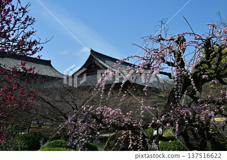 京都東寺的梅花 137516622
