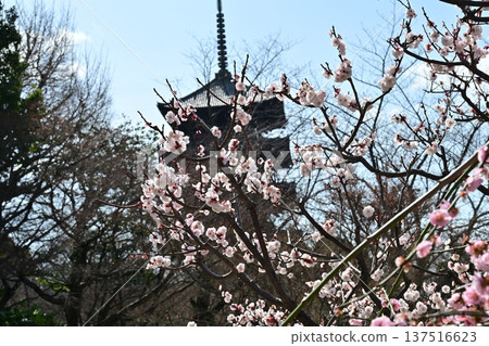 京都東寺的梅花 137516623