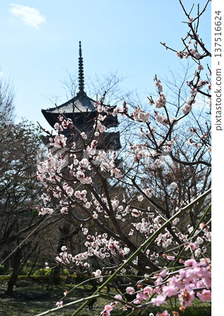 京都東寺的梅花 京都東寺的梅花 137516624
