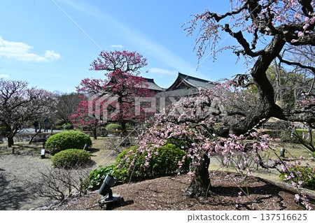 京都東寺的梅花 京都東寺的梅花 137516625