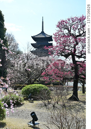 京都東寺的梅花 京都東寺的梅花 137516626