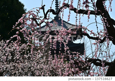 京都東寺的梅花 137516627