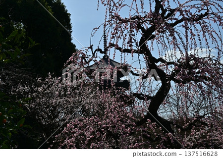 京都東寺的梅花 137516628