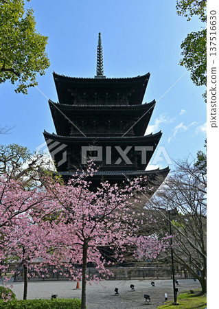 京都東寺的梅花 137516630