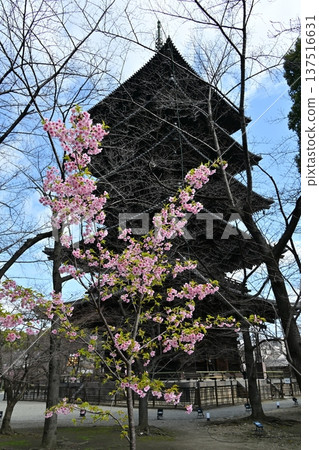京都東寺的梅花 京都東寺的梅花 137516631