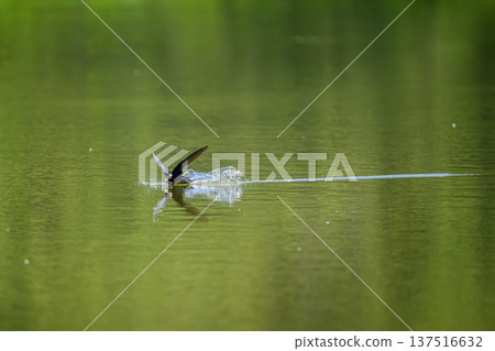 A blue-tailed swift flies at high speed over the water surface A blue-tailed swift flies at high speed over the water surface 137516632