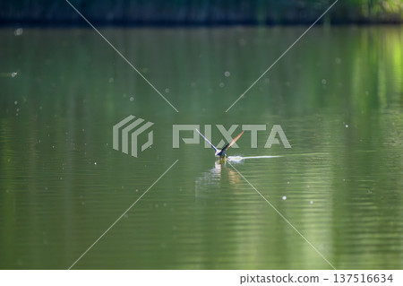 A blue-tailed swift flies at high speed over the water surface 137516634
