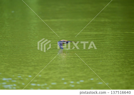 一隻藍尾雨燕高速掠過水面。 一隻藍尾雨燕高速掠過水面。 137516640