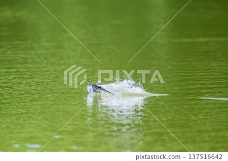 一隻藍尾雨燕高速掠過水面。 一隻藍尾雨燕高速掠過水面。 137516642
